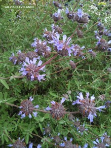 Salvia clevelandii - blossom